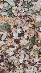Pile of Leaves | Background | Pattern