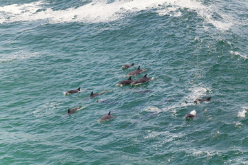 Eine Delfin Familie am Lighthouse Beach,  Seal Rocks New South Wales 2423, Australien © jiriviehmann