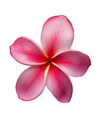 Fototapeta premium Plumeria flower isolated on a white background