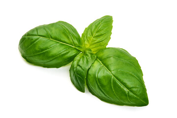 Fresh green Basil leaves, isolated on white background.