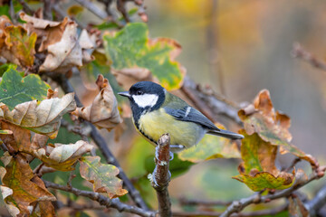 Close up profile view of a Blue Tit perched in a tree surrounded by autumnal coloured leaves in Dorset, UK