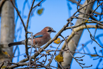 Close up of a Blue Jay perched in a tree with autumnal coloured leaves in Dorset, UK