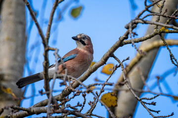 Close up of a Blue Jay perched in a tree with autumnal coloured leaves in Dorset, UK