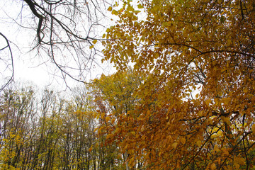 autumn in the forest