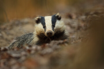Borsuk (Meles) badger © Bartosz Rakoczy