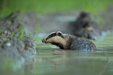 Borsuk (Meles) badger © Bartosz Rakoczy