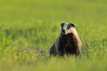 Borsuk (Meles) badger © Bartosz Rakoczy