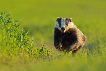 Borsuk (Meles) badger © Bartosz Rakoczy
