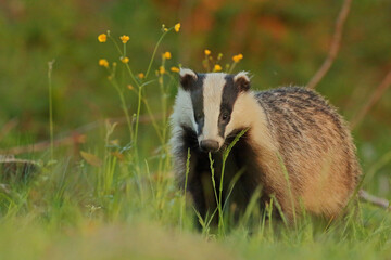 Borsuk (Meles) badger © Bartosz Rakoczy