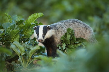 Borsuk (Meles) badger © Bartosz Rakoczy