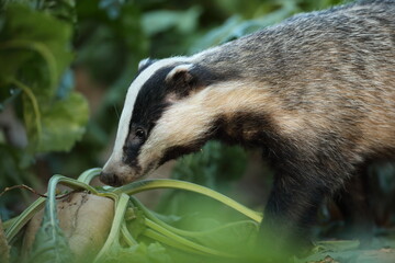 Borsuk (Meles) badger © Bartosz Rakoczy