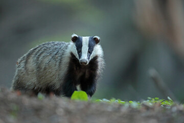 Borsuk (Meles) badger