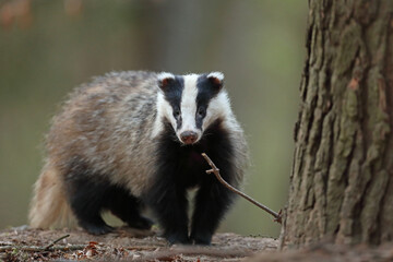 Borsuk (Meles) badger © Bartosz Rakoczy