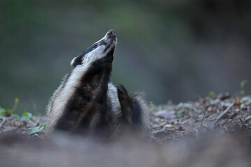 Borsuk (Meles) badger © Bartosz Rakoczy