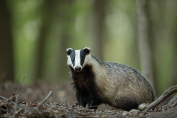 Borsuk (Meles) badger © Bartosz Rakoczy