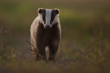 Borsuk (Meles) badger © Bartosz Rakoczy