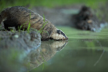 Borsuk (Meles) badger © Bartosz Rakoczy