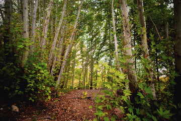 Fototapeta premium Serene Forest Pathway