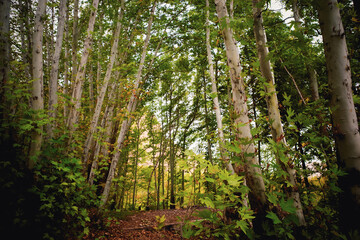 Serene Forest Pathway