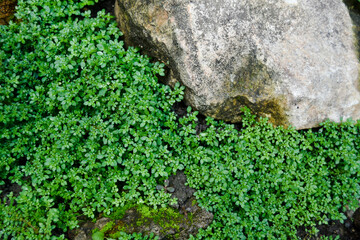 Pilea microphylla is a perennial plant native to Florida, Mexico, the West Indies, and tropical Central and South America, useful for treating kidney disease and fever.