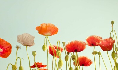 Obraz premium Elegant pattern with orange and red poppy flowers, on a pale green background with space at the top for text, suitable for stationery paper or fabric printing. 