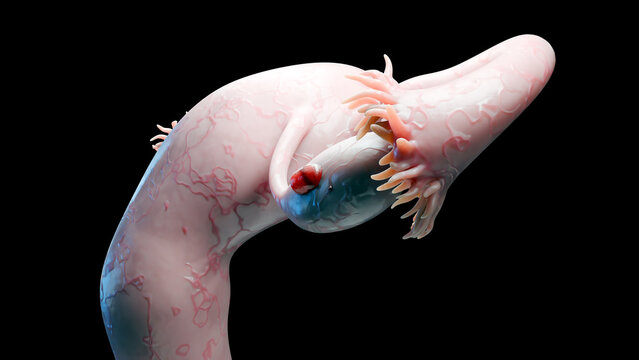 Ovarian malignant tumor, Female uterus anatomy, Reproductive system, cancer cells, ovaries cysts, cervical cancer, growing cells, gynecological disease, metastasis cancerous, duplicating, 3d render	
