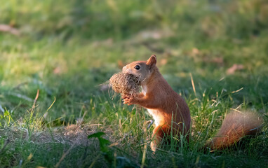 A squirrel in the grass