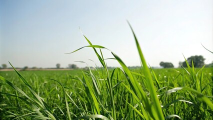 Obraz premium Lush green grass with a few blades bent towards the viewer's eye, newly mowed, fresh cut, outdoor