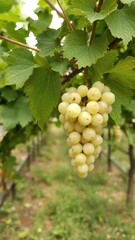 Fototapeta premium Ripe white grape hanging from vine in vineyard, close-up shot, harvest, organic