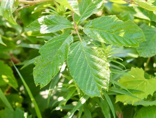 A close view of the bright green leaves.