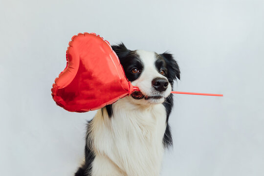 St. Valentine's Day concept. Funny cute puppy dog border collie holding red heart balloon in mouth isolated on white background. Lovely dog in love on valentines day gives gift