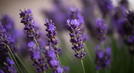 Fototapeta premium Lavender field in full bloom with vibrant colors