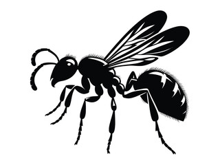 Ant shilloutee with white Background 