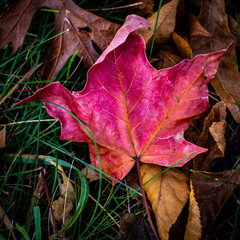 Beautiful Red Leaf
