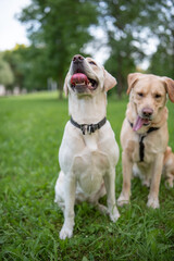 Obraz premium Beautiful purebred Labrador Retriever on a walk outdoors.