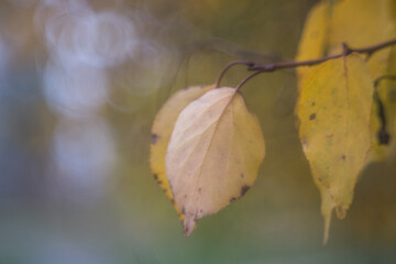 In autumn, the park transforms into a breathtaking scene as leaves turn golden, red, and orange, blanketing the ground in warm colors while a crisp breeze stirs the air.