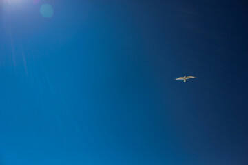 blue sky with a seagull