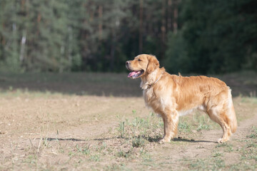 Beautiful purebred Labrador Retriever on a walk outdoors.