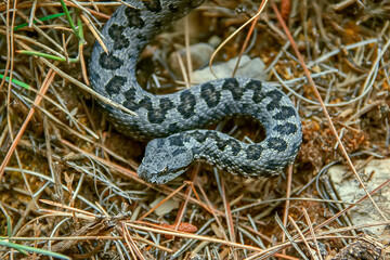 Víbora hocicuda o aspid, en el parque natural de Cazorla, Segura y Las Villas.