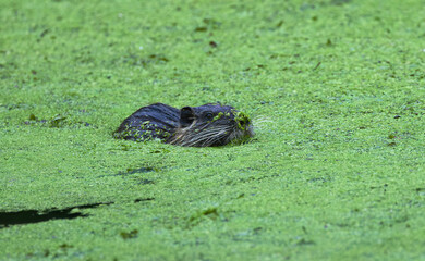 Nutria swimming through the pond, duckweed all around, cute nutria in the lake, coypu face with...