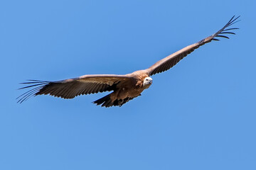 Buitre leonado en vuelo, en el parque natural de Cazorla, Segura y Las Villas.