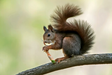 Ardilla común sobre un pino, en el parque natural de Cazorla, Segura y Las Villas.