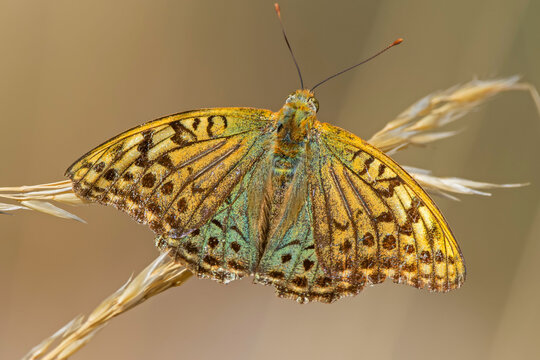Mariposa nacarada, en el parque natural de Cazorla, Segura y Las Villas.