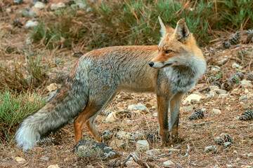 Zorro común, del parque natural de Cazorla, Segura y Las Villas.