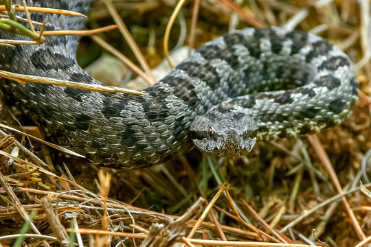 V&iacute;bora hocicuda o aspid, en el parque natural de Cazorla, Segura y Las Villas.