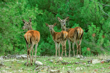  Ciervo en época de berrea, en el parque natural de Cazorla, Segura y Las Villas.