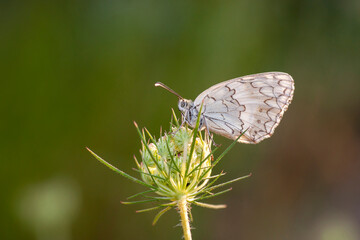 butterfly macro detail natural photo