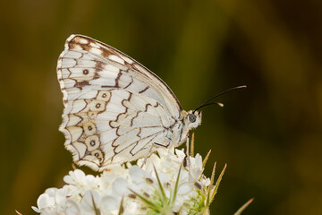 butterfly macro detail natural photo