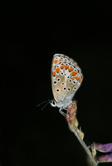 butterfly macro detail natural photo