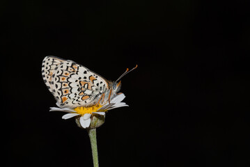 butterfly macro detail natural photo